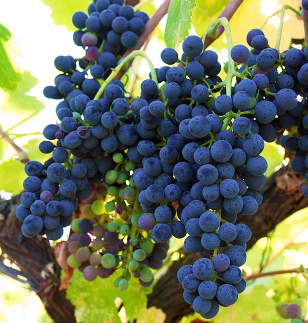 Doneland Obsidian Syrah: Grape cluster. ©Donelan Wines