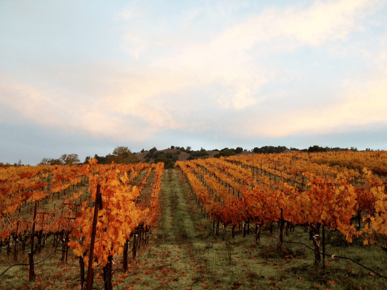 Fall leaves in the vineyard
