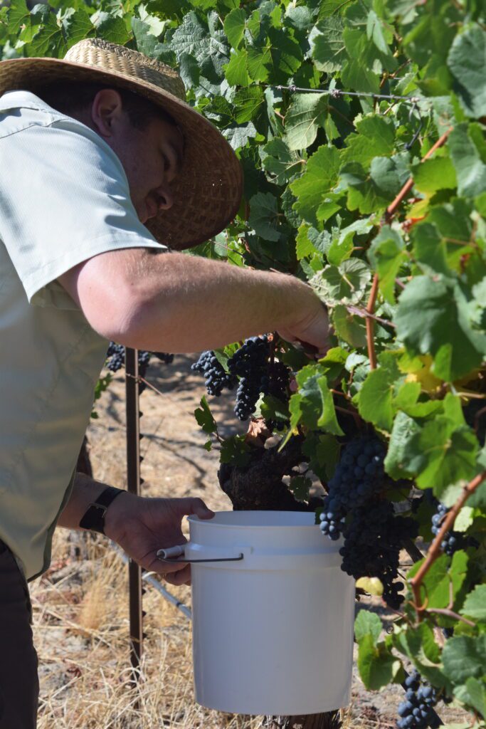 winemaker david milner cutting grapes off the vine for sampling